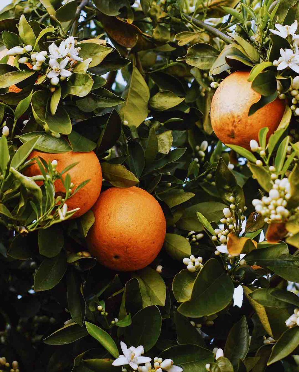 riversidecagov's tweet photo. Adding a pop of citrus to brighten your feed.

📸: asoto_

#ILoveRiverside 🍊 https://t.co/cvOYGPdFXF