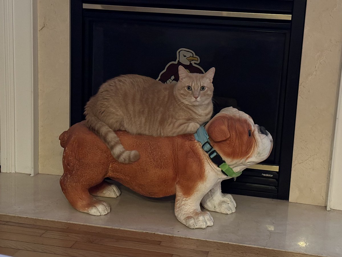 kiwiFbby's tweet photo. @TweetsOfCats https://t.co/MfDbSvnGer