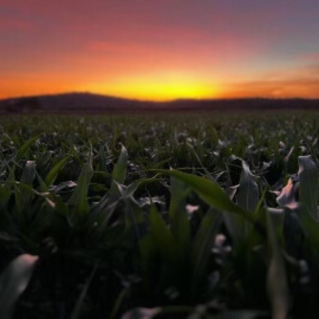 Our crop scouts have a pretty cool office view, don’t you think?!

It really is the best time of year.

#harvest #sourghum #corn #ORDCOWA

📷 : Chloe McGaffin