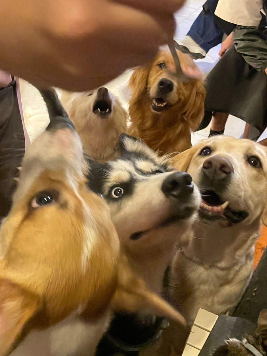 ffkdddkd's tweet photo. Dog lovers unite! Let's spend a day at the dog cafe, where our hearts will be filled with endless doggie love https://t.co/blb5Ugcwxx