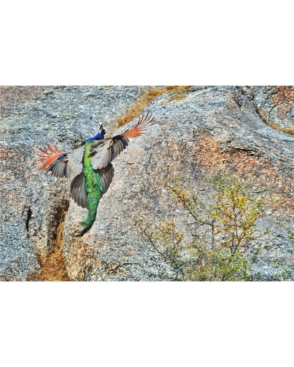 Greetings on the occasion of #IndependenceDayIndia 
Photo by Kuldeep Chaudhari via instagram.com/indianblackbird

#IncredibleIndia #India #explorewildindia