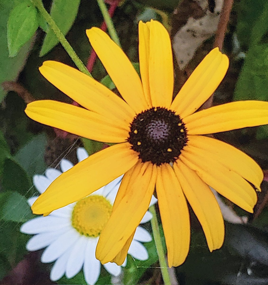 Black-eyed Susan....
  ... And friend.

#pawildflowers
#blackeyedsusan
#mybackyard