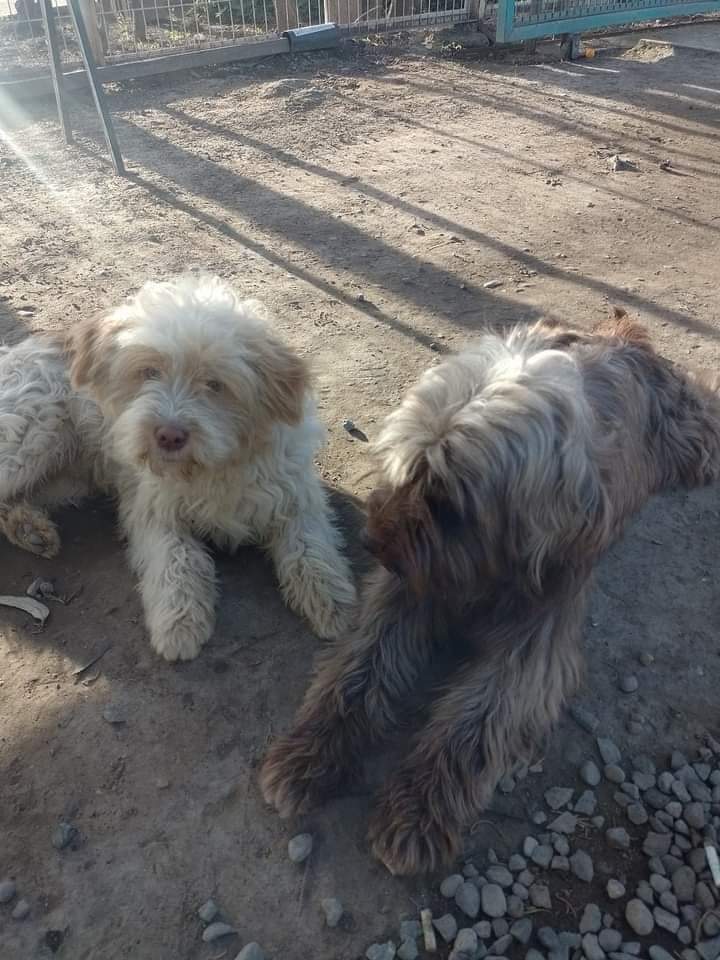 BrendaEtchegar1's tweet photo. Maipú, la Florida, Macul, Puente Alto. Buscan a su familia éste par de hermanos
 Hace una semana están paradero abrazo de Maipú, porfa RRTT 967097997🙏🙏🙏 https://t.co/B99ohOSMYe