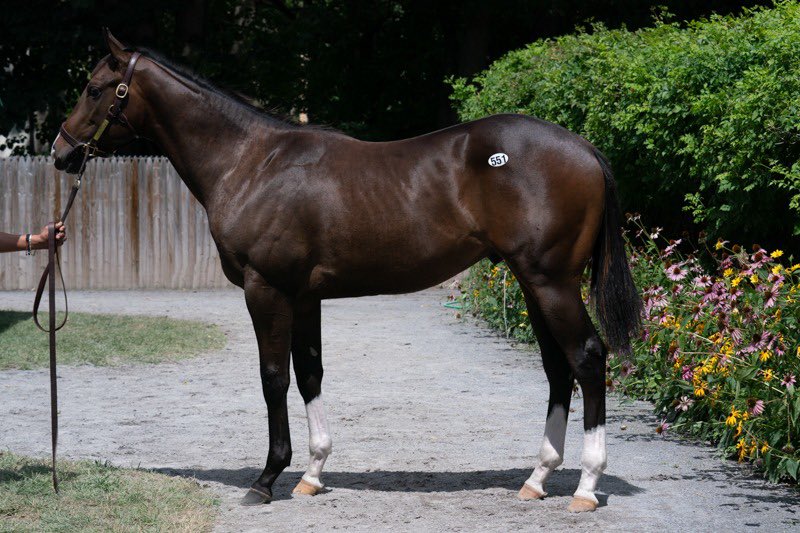 HunterValleyKY's tweet photo. @HunterValleyKY thanks Reeves Thoroughbred Racing for purchasing hip 551 colt by #solomini McMahon of Saratoga Thoroughbreds @FasigTiptonCo best of luck with him https://t.co/AhWIJyg9zU