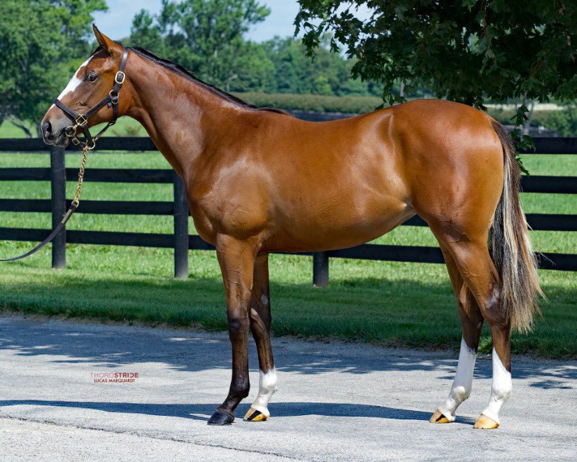 HunterValleyKY's tweet photo. @HunterValleyKY thanks Grassroots Training and Sales for purchasing hip 588 filly by #jimmycreed @spendthriftfarm @FasigTiptonCo best of luck with her https://t.co/2MZSjpqoHU