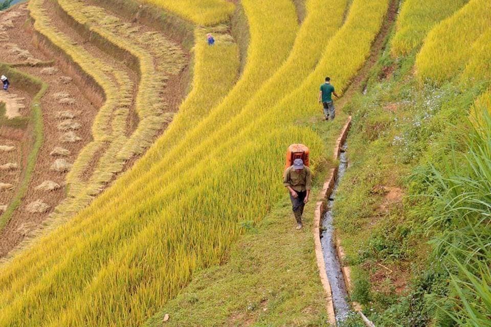 cruises88339's tweet photo. Sắp tới mùa lúa Chín!
#mucangchai #dulichtaybac https://t.co/W5wSimEDik