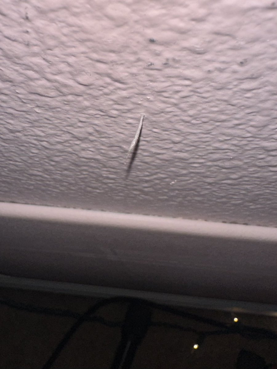 lasagnawteeth's tweet photo. my wall is growing one single hair everybody say congratulations https://t.co/weiPMa8vPa