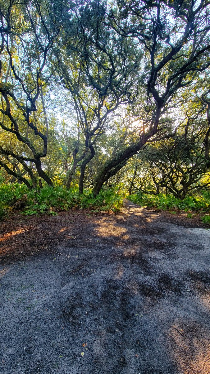 WLNS_David's tweet photo. I'm never more content and at peace than standing amongst the trees with the sounds of nature on @CumberlandIslNP . #cumberlandisland https://t.co/f2AiRnIk64
