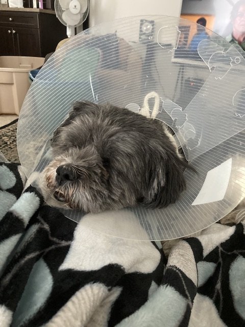 We received a very special thank you from Rollie's mom - a senior. 

Hello to everyone at Parachutes for Pets and Melissa in particular. Thank you so much for your assistance with Rollies surgery. The kindness, generosity and compassion you show to everyone every day is simply