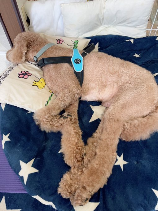小さい頃から寝床にして欲しいとこに枕を置いてあげるとちゃんとそこに寝るので誘導が楽。