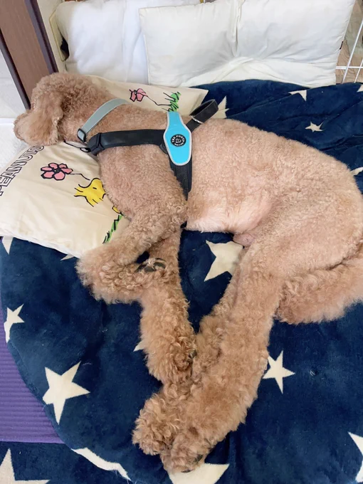 小さい頃から寝床にして欲しいとこに枕を置いてあげるとちゃんとそこに寝るので誘導が楽。