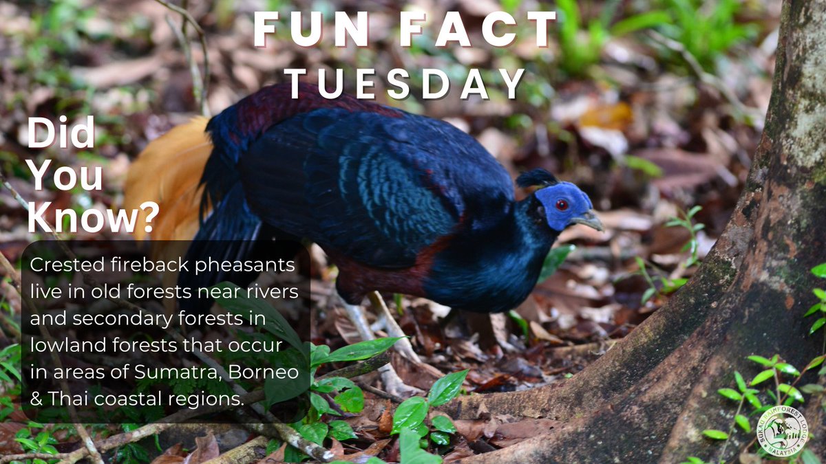 sukaurainforest's tweet image. Have you ever heard of Crested Fireback Pheasants before?🤔

#funfact #funfacttuesday #crestedfirebackpheasants