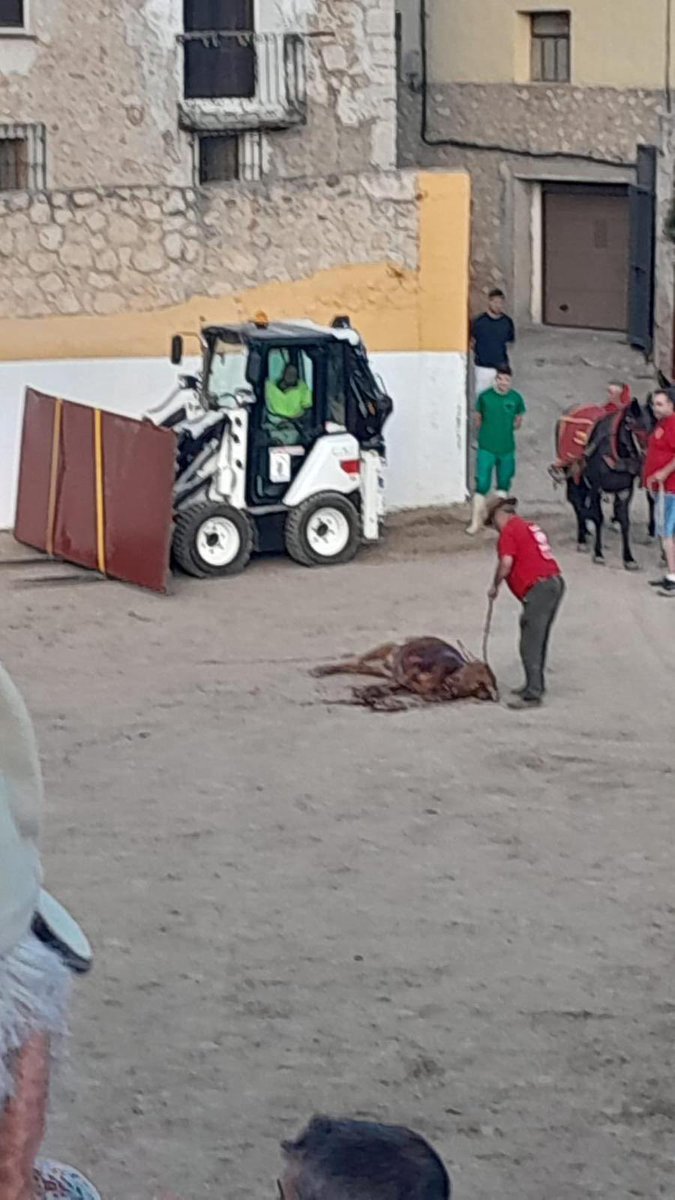 Guadalajara Antitaurina tweet media