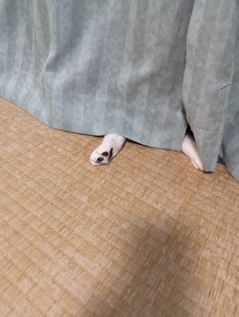 Lauterkeit1's tweet photo. 【にゃにかいる】

誰ニャ！ https://t.co/bVDYDmcMpz