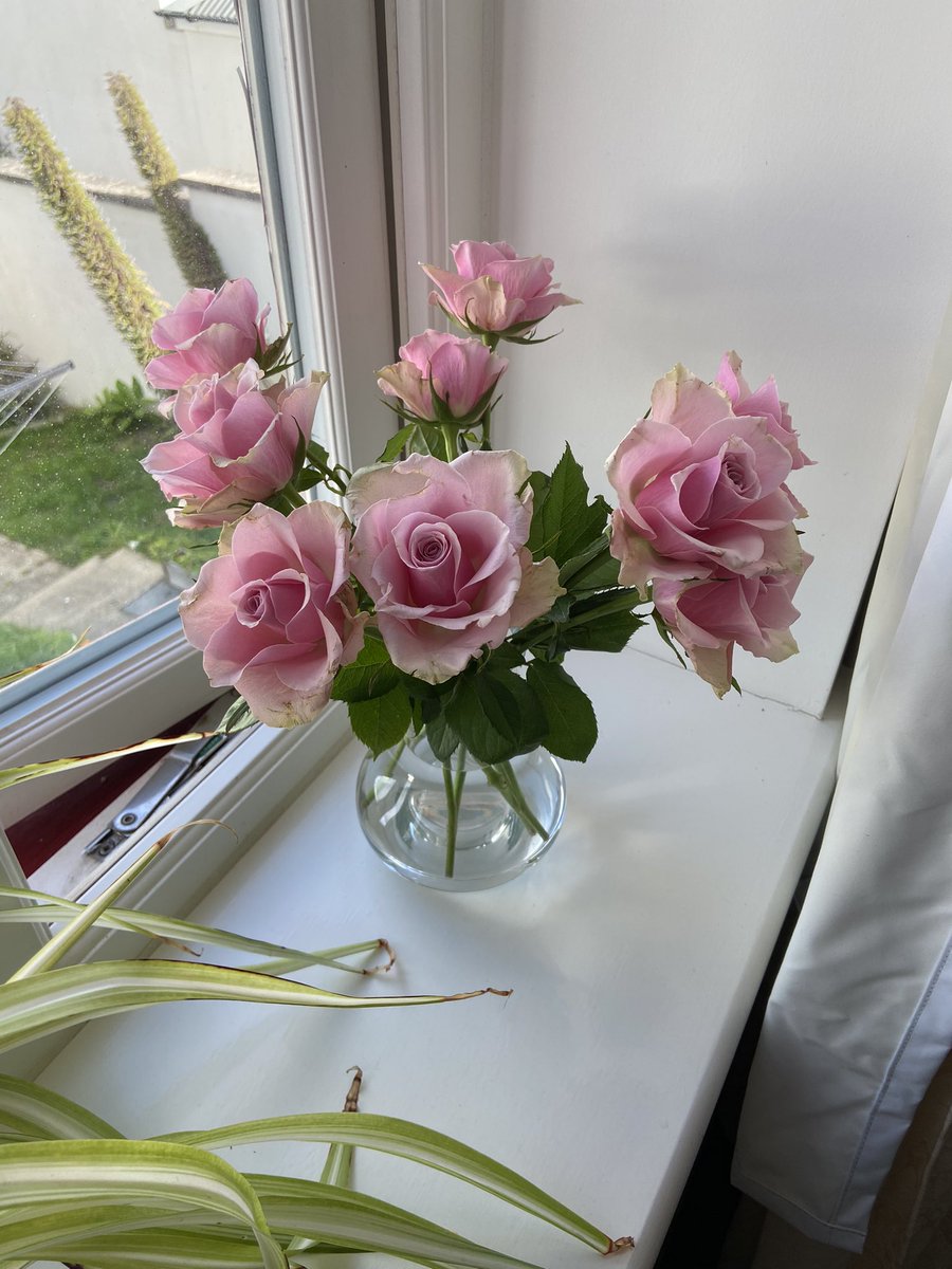 hanjrogers's tweet photo. @AldiUK your flowers are absolutely stunning and cheap as chips https://t.co/Aj3ti1KnNa