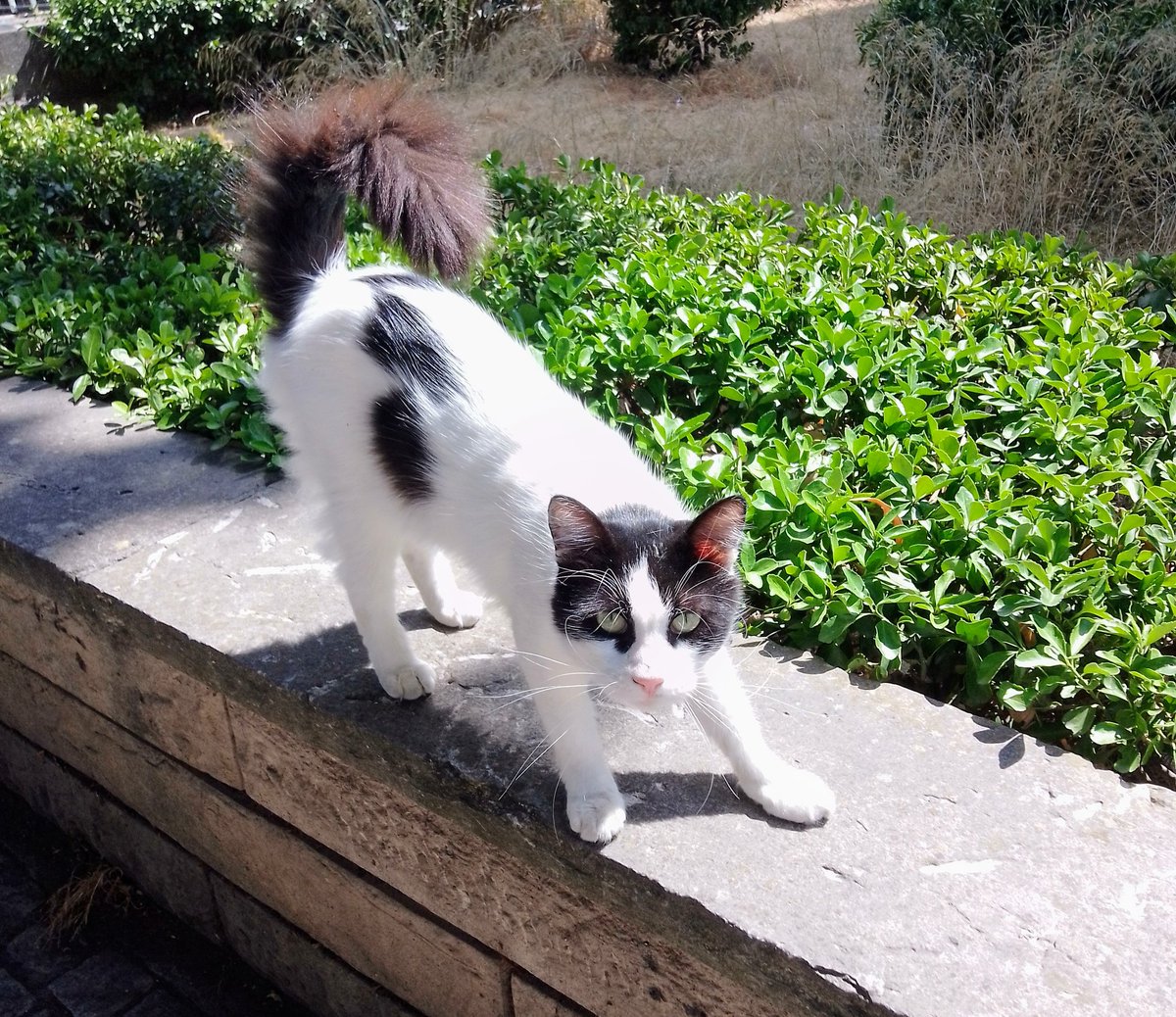 MehmetD16655031's tweet image. Size, 
kötü olanlarınızı 
haber vereyim mi; koğuculukla dolaşıp insanlar arasını bozan ve temiz kimselere ayıp isnad edenlerdir.

✓ Hz. Muhammed (s.a.v)
(İhyâ, Cüz, III, 135).
#kemm #kötüü #dedikoduu