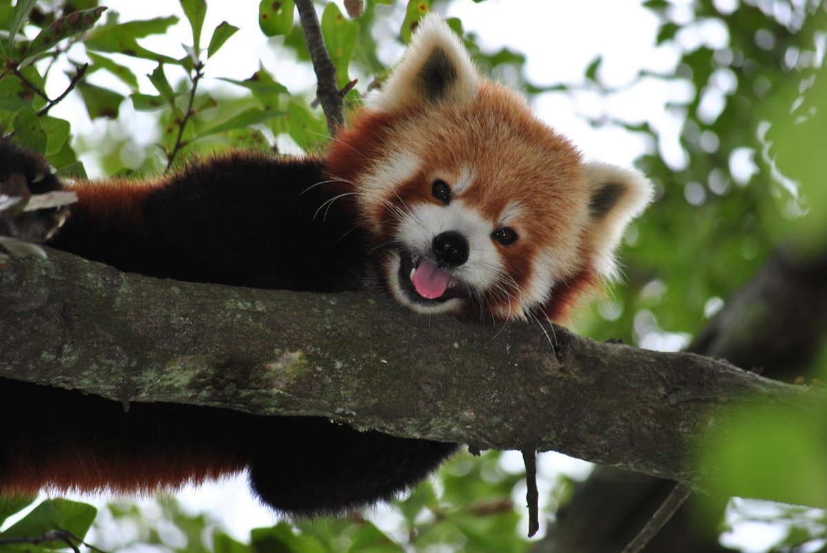 RedPandaEveryHr's tweet photo. https://t.co/D6vd50Nqxa