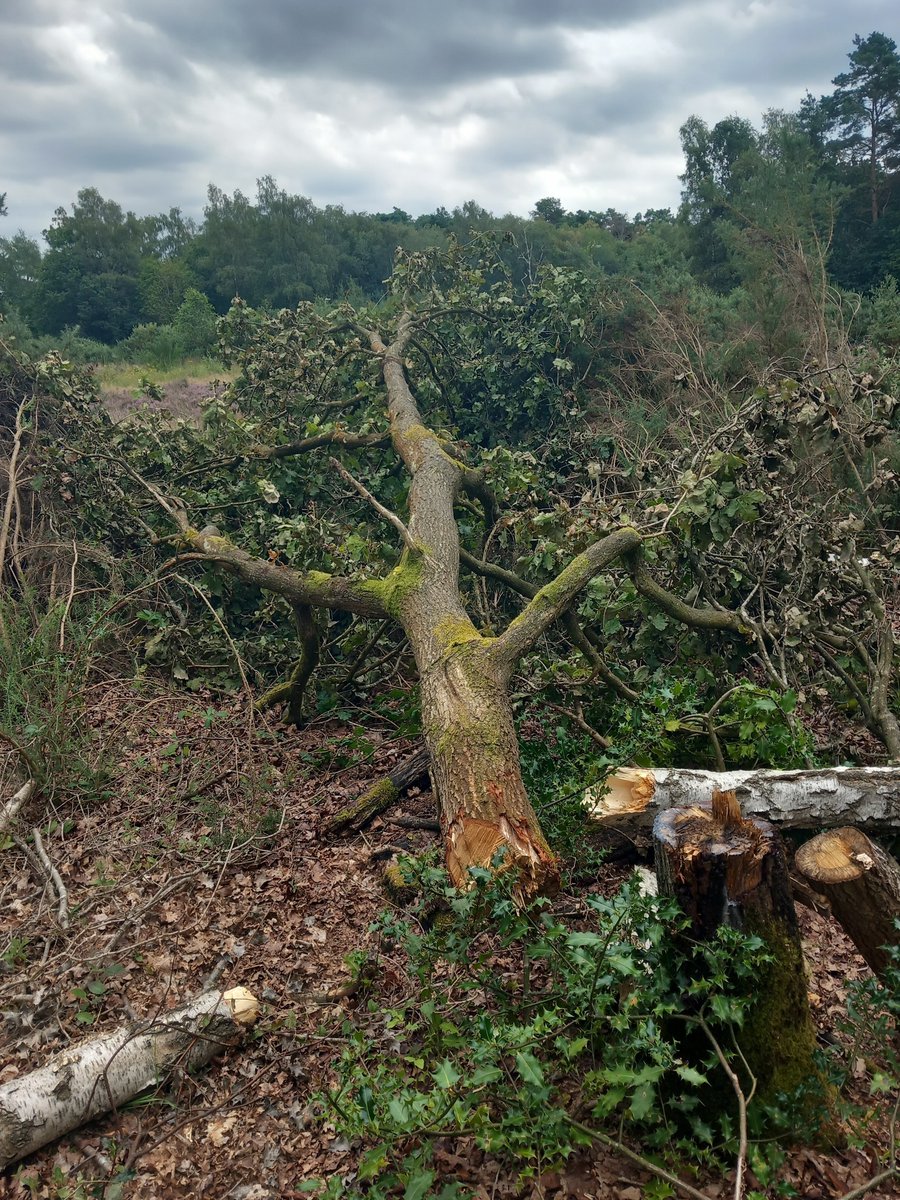 BasingstokeGov's tweet photo. We are really disappointed that a number of mature oak trees have been illegally felled at Wigmore Heath in Tadley. This act of vandalism affects our wildlife and biodiversity but also, due to the way that the trees have been left, could present a risk to members of the public. https://t.co/mTBW6iz7ZP