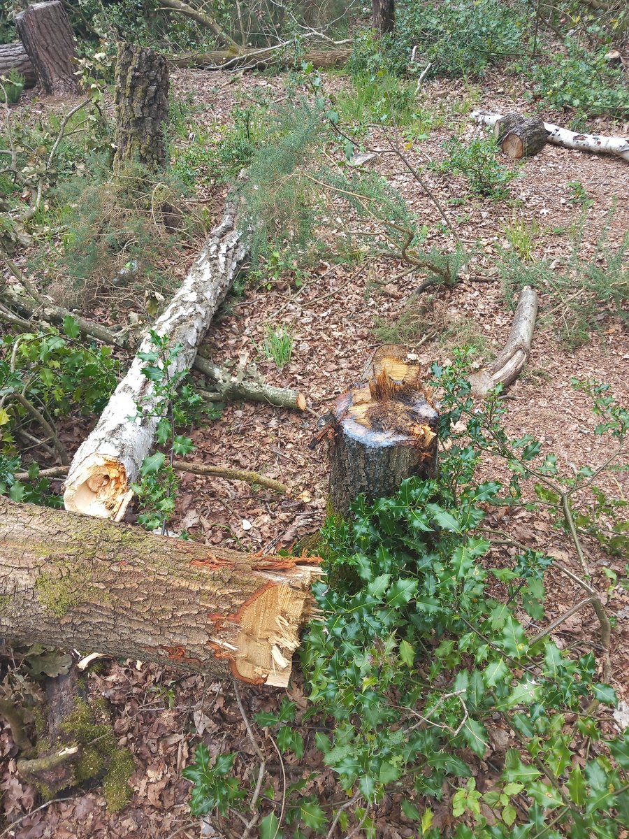 BasingstokeGov's tweet photo. We are really disappointed that a number of mature oak trees have been illegally felled at Wigmore Heath in Tadley. This act of vandalism affects our wildlife and biodiversity but also, due to the way that the trees have been left, could present a risk to members of the public. https://t.co/mTBW6iz7ZP