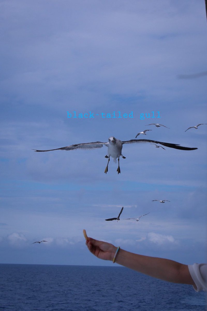 #blacktailedgull
#海猫
#ウミネコ
#海
#空
#鳥
#帰郷
#海が好き
#空が好き
#鳥を撮るのが好き
#写真を撮るのが好き 

instagram.com/p/Cv9an6RPnsu/…