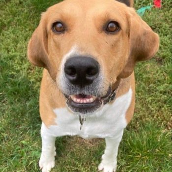 Dolly 4yo Foxhound, she needs an adult home with other dogs and a secure garden with 6 ft fencing, once she knows you she loves cuddles and attention, needs some training but walks ok on lead, she is strong, all info here lurcher.org.uk/dolly/ @EGLR1 UK #rehomehour