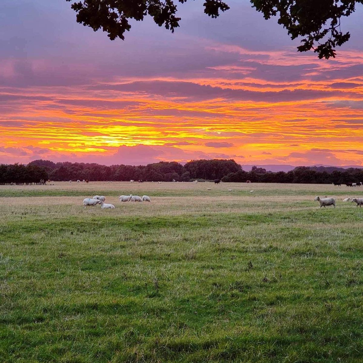 Nottinghamshire ACF tweet media