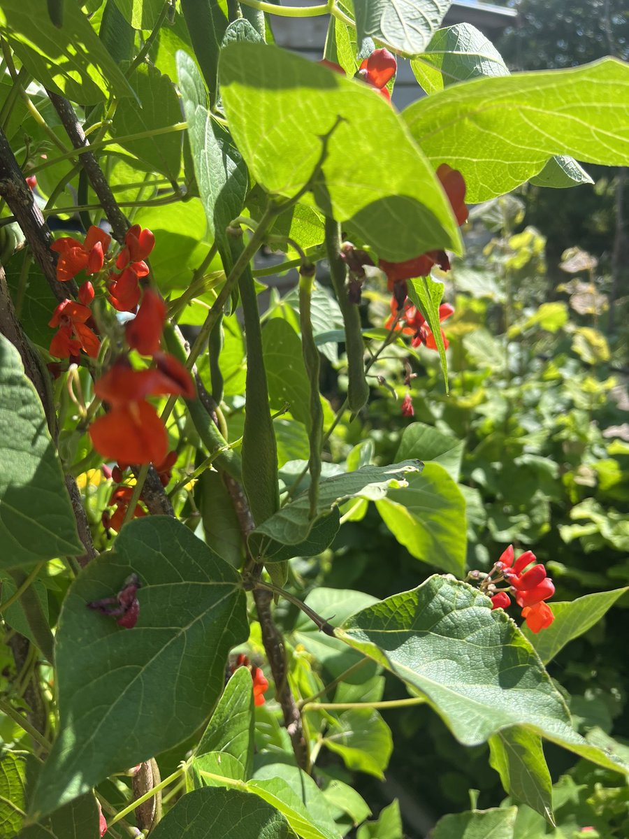 Lovely young runner beans 🫘 currently in the Garden