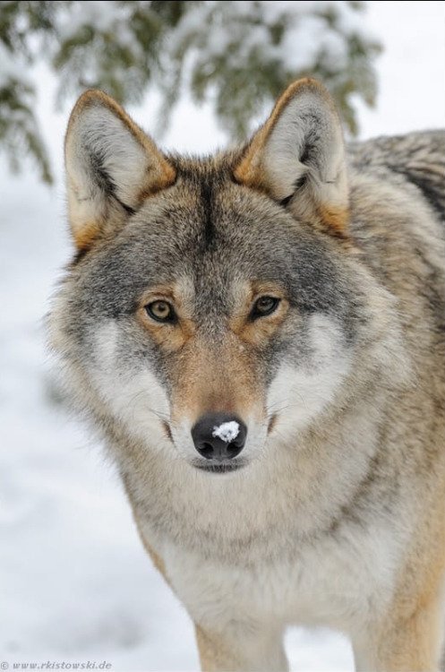 MesMitch's tweet photo. If death is a mystery 
Life isn't exactly tender
If heaven has an hell
Then heaven can still wait for me
#StandforWolves 
#SavetheWild 
#loveofmylife #Wolves 
#keepwolveslisted 
#SavetheESA 
#BoycottBeef 
#livesinourhands 
#EndangeredSpeciesAct #StrongerTogether #Wolfpack https://t.co/re7u8WHxzn