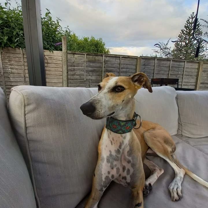 Sandy 3 yo Lurcher, she needs a very active adult only #foster home, would love cani cross/agility, can be left with no problems, she is very intelligent + trainable, will happily walk/run up to 8 miles a day, all info here lurcher.org.uk/sandy-adult/ @EGLR1 UK #rehomehour