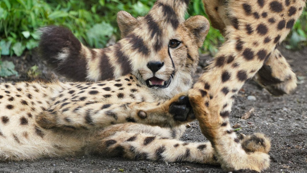 fuji_safari1980's tweet image. 可愛いポーズで休憩してたので。
撮影しようとしたら、急に横切るから･･･
#シッポで目隠し写真 👀

#子チーター #cheetahcub 
fujisafari.co.jp/news/baby/4448…