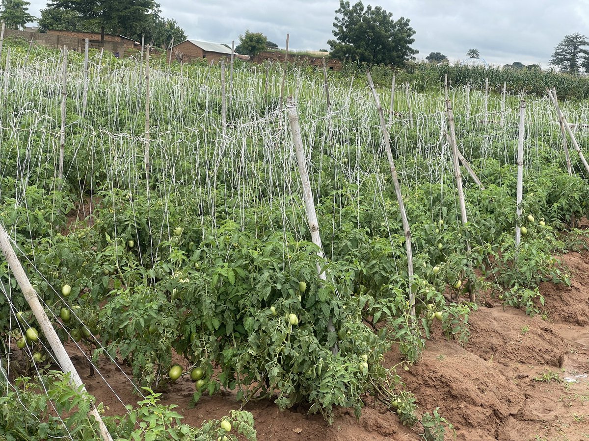 The ANSAL F1 tomato fruits from #Seminis are looking really good. 
#VBB #tomatocultivation