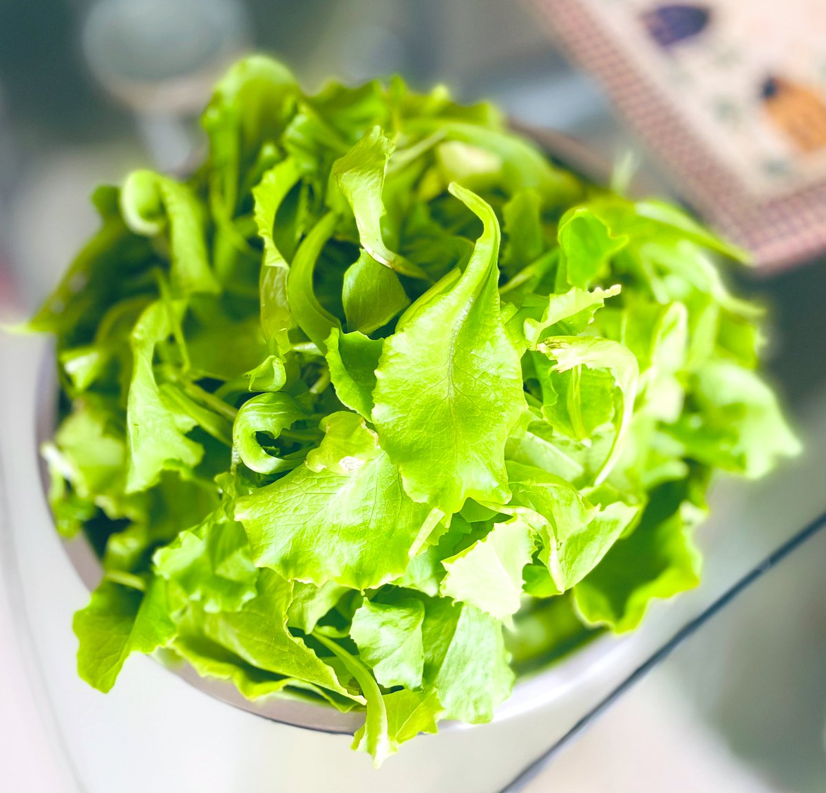 sidd_sharma01's tweet photo. Am a rich man!!! 🤑
Home produce!!! Fresh Lettuce 🥬🥬
#HomeProduce #Lettuce https://t.co/qlnvc4zyRf
