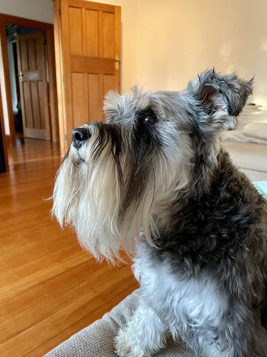 MurphytheMini's tweet photo. Perfectly clean teeth thanks to Avonhead Vets in Christchurch.
First dental clean at 4 1/2 years old.
Totally worth it. #NotTonightToothFairy https://t.co/ILkvwpCg1y