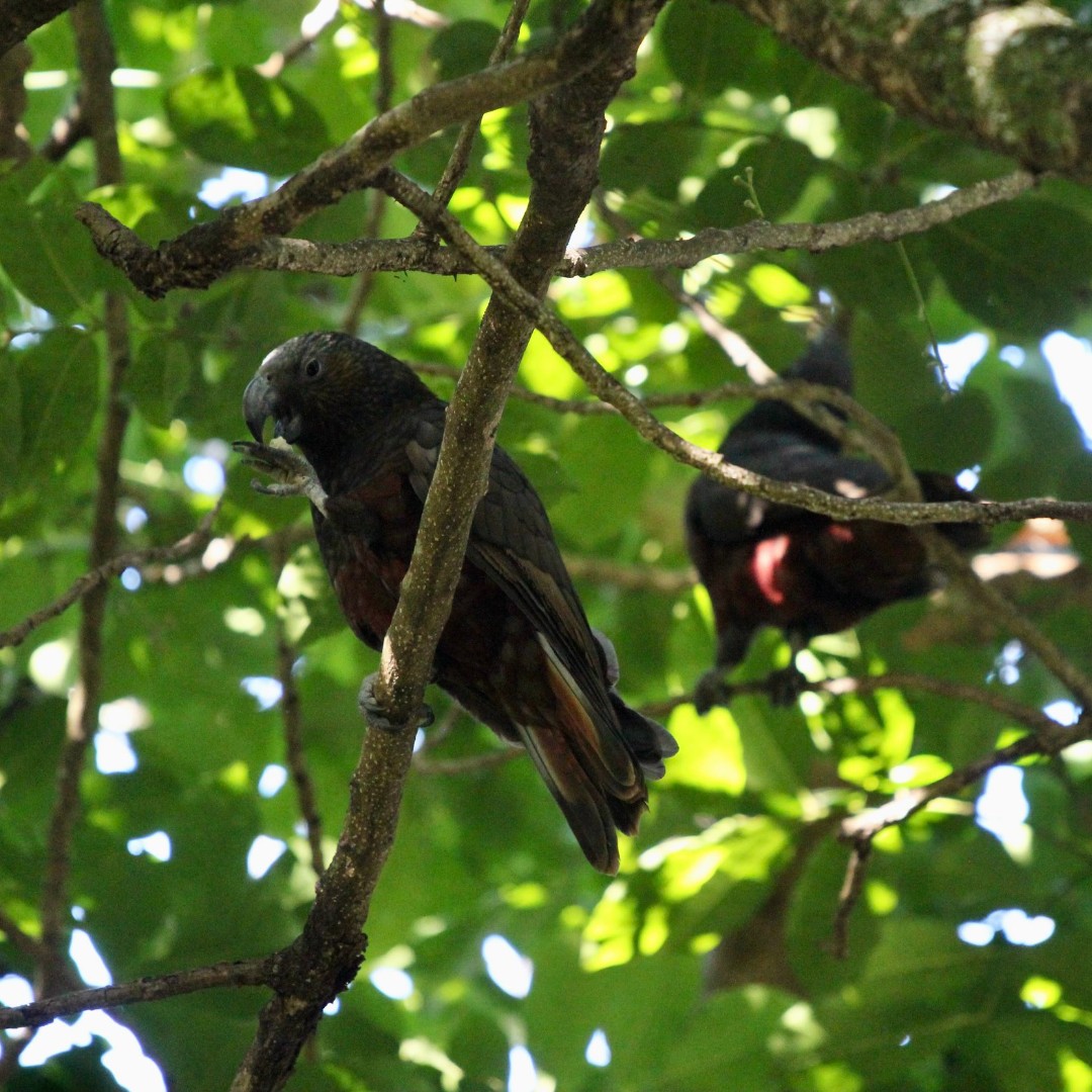 tekorowaiheke's tweet photo. Bring birdlife to your backyard this #ConservationWeek! Native plants like nikau palm &amp; tī kōuka feed kererū, while kōwhai attracts tūī &amp; kākāriki, &amp; kākā love native fruits! 🌱 Get more tips here: https://t.co/IVx9frq7Dx  #TakeActionInNature #PredatorFreeWaiheke https://t.co/izGoyNtJV7