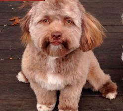 The picture of this dog has gone viral because he has a 'human' face. Who do you think he looks like? #wtf