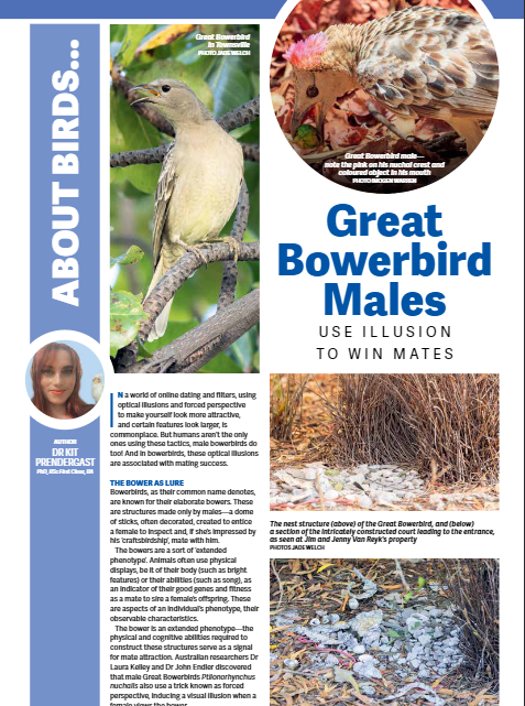 Latest article for Birdkeeper out, on how male Greater Bowerbirds create optical illusions using forced perspective
#birds #behaviour #scicomm #sciencewriter #BirdsOfTwitter #animalbehaviour #courtship #illusion