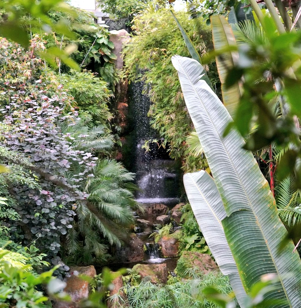 vonnahbisfern's tweet photo. Wasserfall im Gondwanaland @zoo.leipzig 😍🌴🐾🌊

#gondwanaland #gondwanalandleipzig #zooleipzig #zoo #tropenhalle #tropen #leipzig #palmen #palme #gondwana #regenwald #rainforest #wasserfall #waterfall #pflanzen #plants https://t.co/C9rzc3s77O