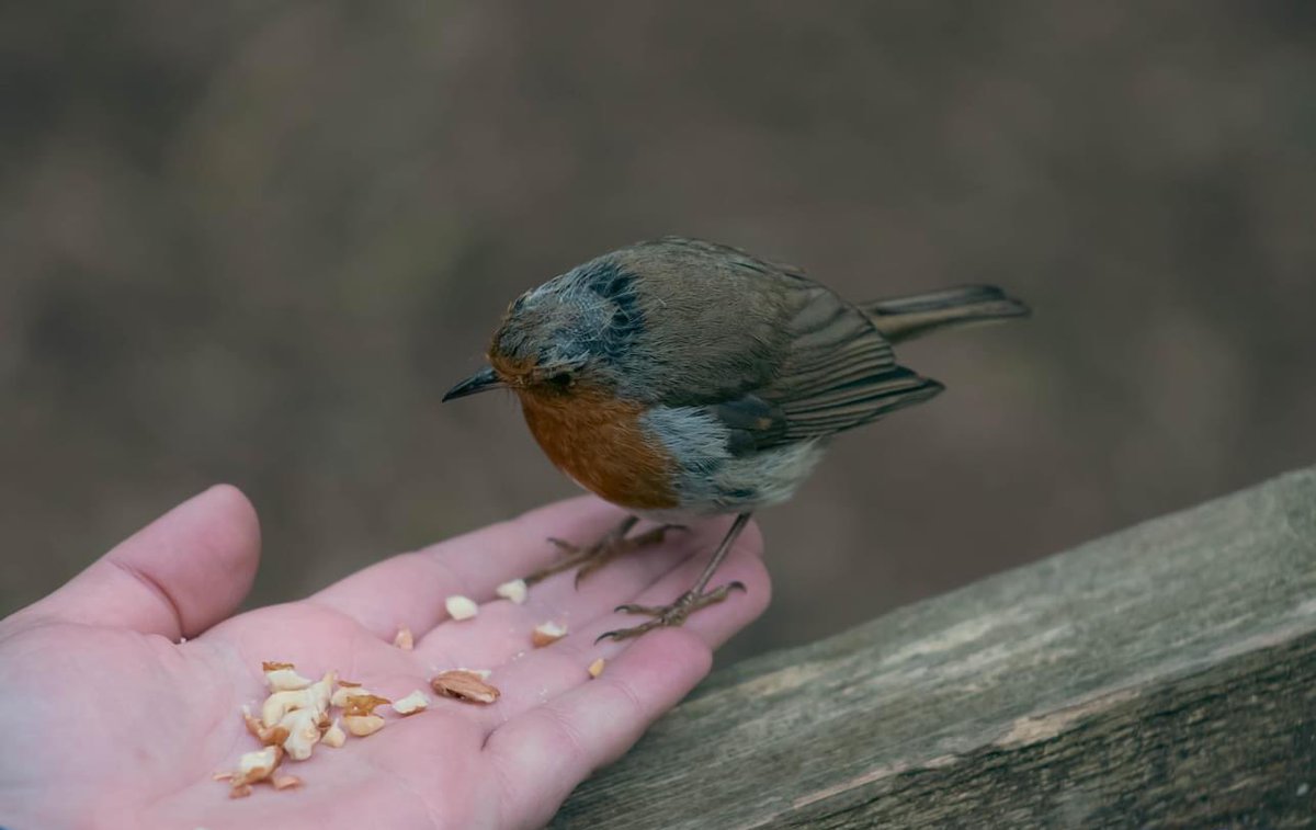 LydiaFarnell's tweet photo. Amazing wildlife, feeding robins out of our hands and saw red squirrels for the first time! 
Nant-y-Pandy in Anglesey, recommend going there to see red squirrels, it’s a beautiful woodland there too. https://t.co/FzZHJVpjrh