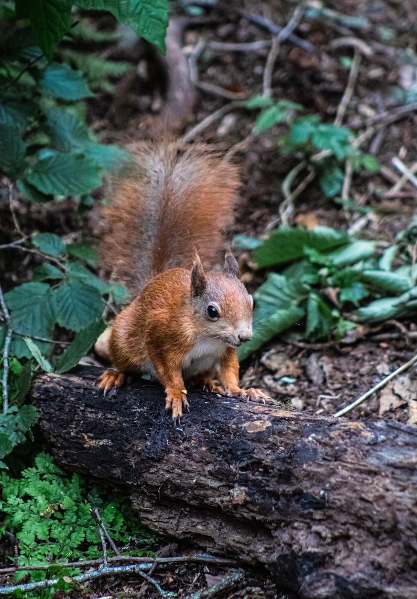 LydiaFarnell's tweet photo. Amazing wildlife, feeding robins out of our hands and saw red squirrels for the first time! 
Nant-y-Pandy in Anglesey, recommend going there to see red squirrels, it’s a beautiful woodland there too. https://t.co/FzZHJVpjrh