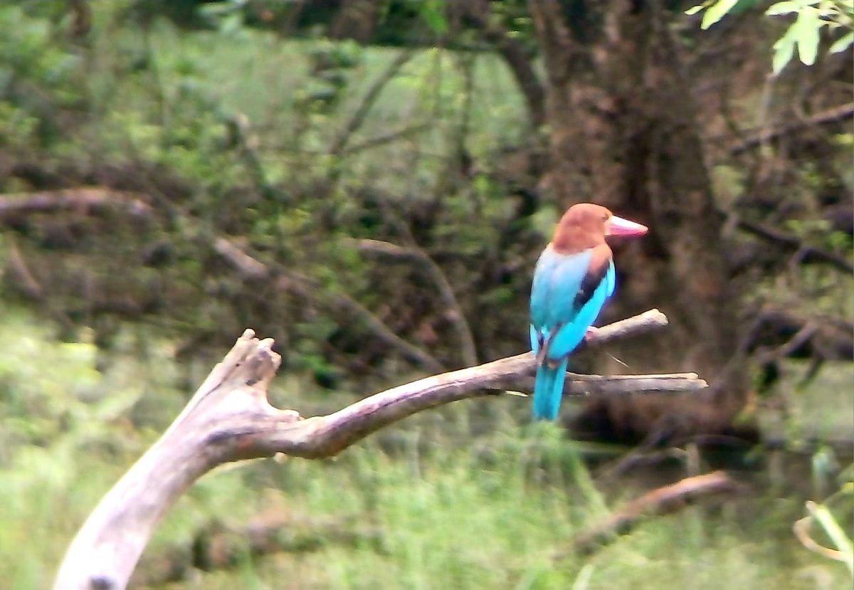 Better than the beer! @ Keoladeo N.P., Rajasthan