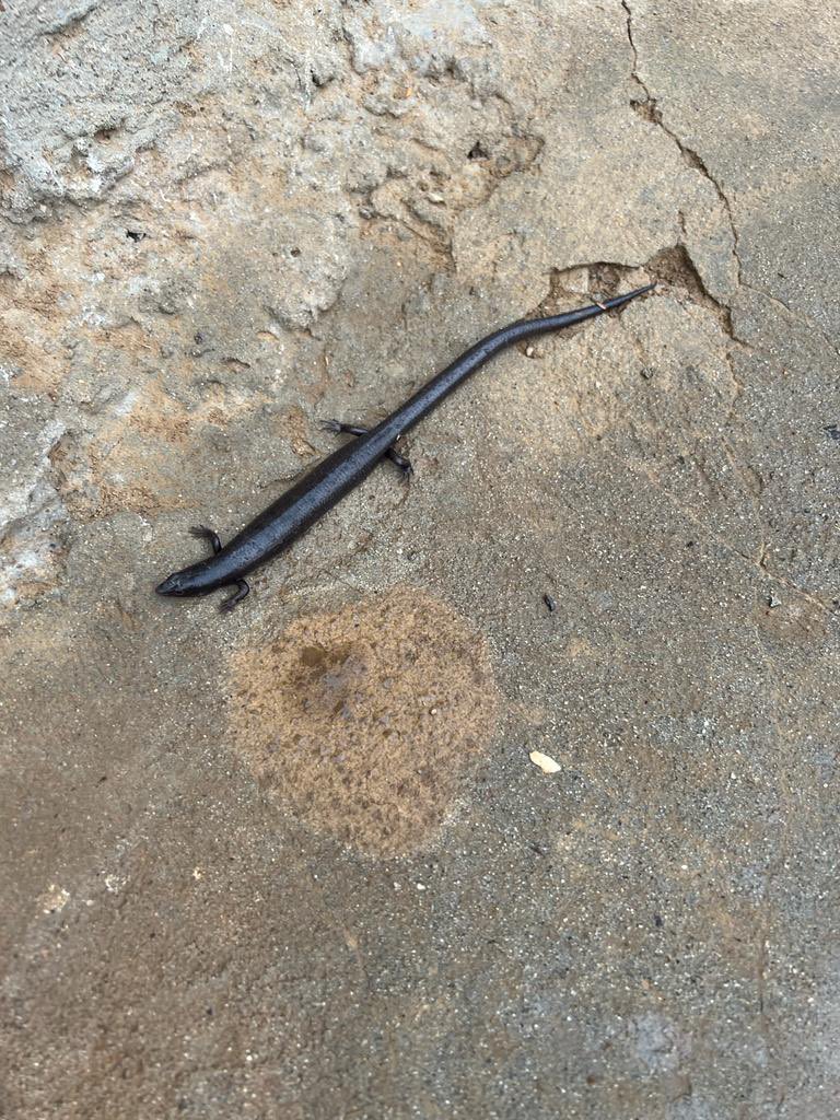 السلام عليكم 
عندي استفسار وش اسم هالسحليه وهل هي سامه