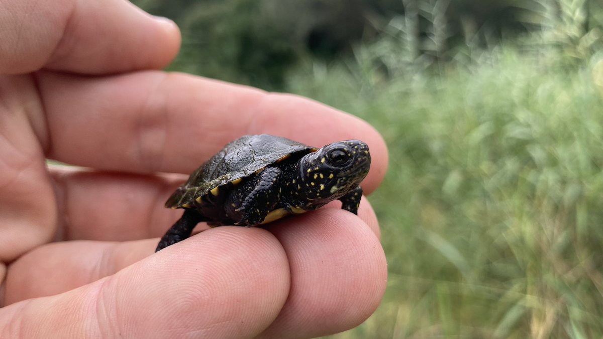 ProjectEmysR's tweet photo. 🎥 🌱🐢 Suzanne Roser and her #TV team are in the field with @KTheissinger for covering our project evaluating the #success of #wetlands #restoration and Emys #turtle #reintroduction throughout #Europe. 
To be released on @ARTEfr @ARTEde 
@IPHC_Strasbourg 
@geobiodiversity 
@CNRS https://t.co/OPyCurWGkz