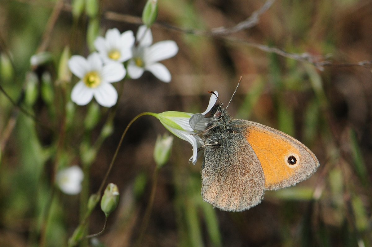 antalyatav's tweet image. Küçük Zıpzıp Perisi: #Antalya'daki en yaygın türlerden biridir. Her türlü çayırlık ve ormanlık alanda bulunabilir. Yüksekliğe bağlı olarak, Nisan ayının ortalarından, Ekim ayının ortalarına kadar görülebilir. #ATAV #AntalyaKelebekleri
📸Olcay Yeğin
