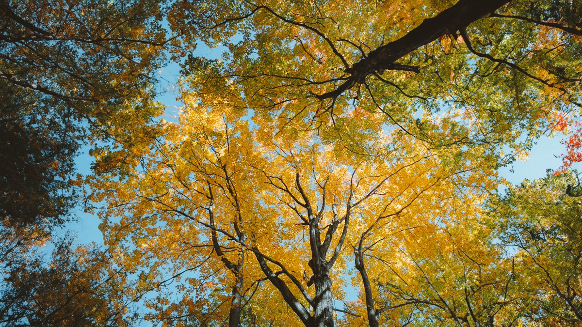 Autumn in Southern Maine, on 35mm film