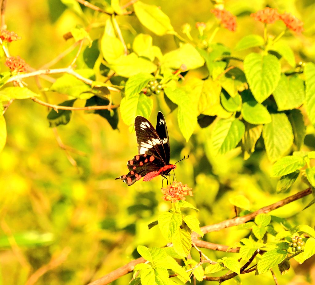 #IndiAves #TitliTuesday
#ButterfliesOfTwitter
Crimson Rose Swallowtail #butterfly
#Mokila @HiHyderabad

@IFoundButterfly @savebutterflies
#indiasnature #ThingsOutside #TwitterNatureCommunity
#ThePhotoHour #ThroughYourLens #nikon #nikonphotography #butterflyphotography