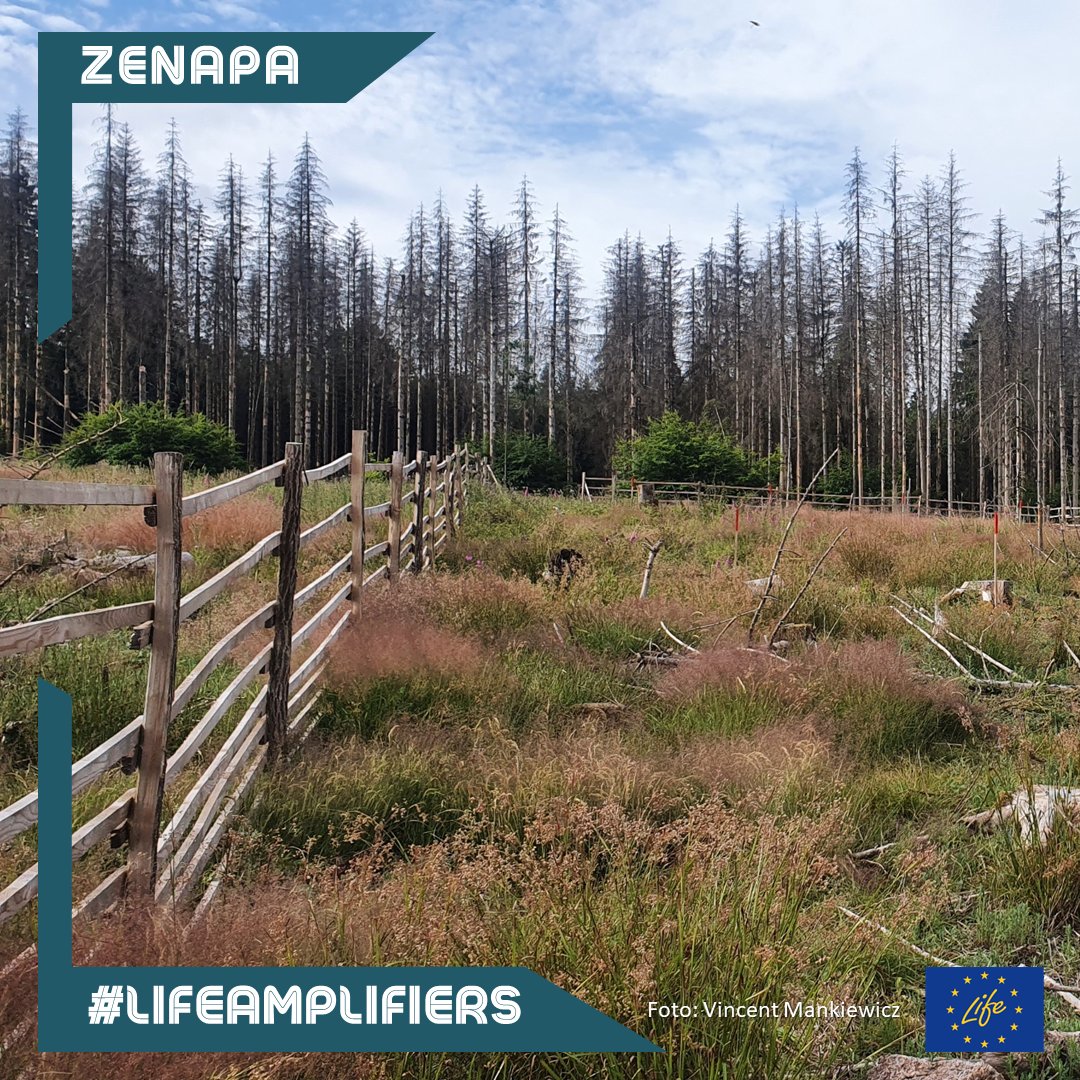 Versuchsfläche in Hachenburg - Einsatz von Pflanzenkohle bei Wiederaufforstung 🌳🌳🌳

👉Beitrag: zenapa.de/2023/08/15/ver…

<a href="/rptu_kl_ld/">RPTU</a> <a href="/zenapa/">Zena</a> <a href="/LIFEprogramme/">LIFE Programme</a> #forst #aufforstung #kohlenstoffsenke #pflanzenkohle #lifeamplifiers