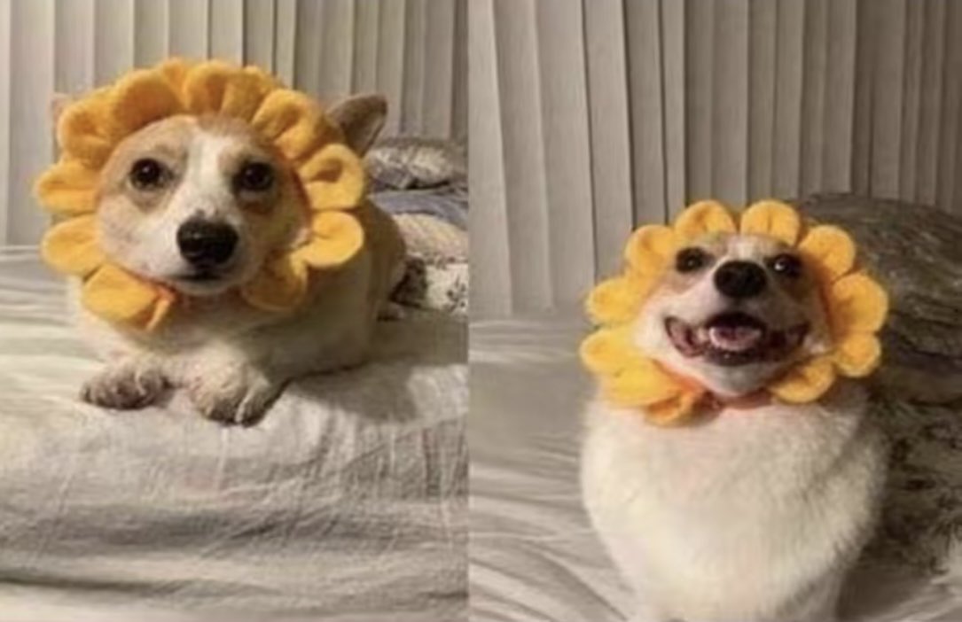 memeig_'s tweet image. He didn’t approve until he seen himself in the mirror 🤣