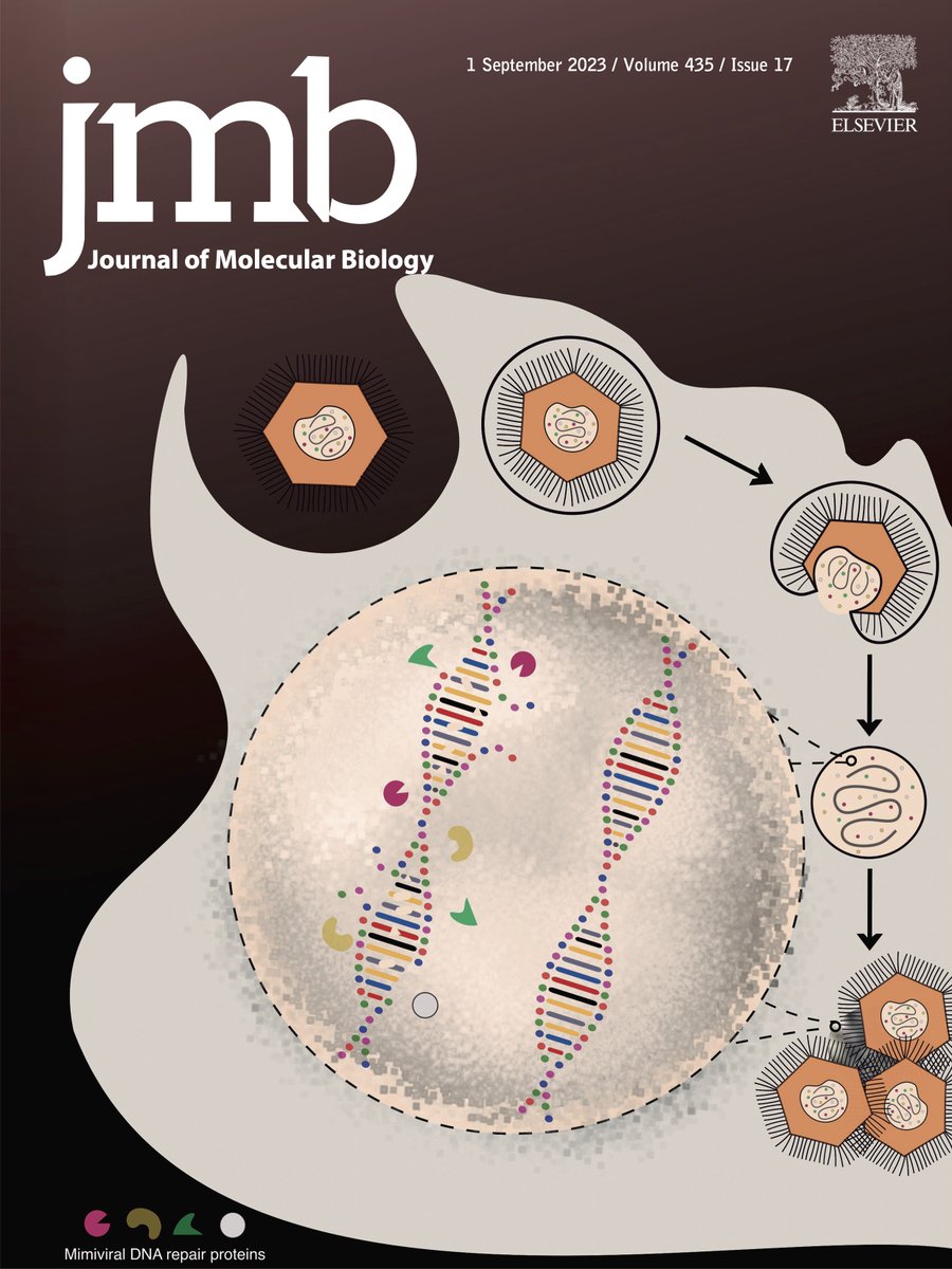 Biosciences & Bioengineering, IIT Bombay (@bsbeiitb) on Twitter photo Congratulations <a href="/KiranKondabagil/">Kiran Kondabagil</a> and team for the cover-page article <a href="/JMolBiol/">Journal of Molecular Biology</a> on the biochemical reconstitution of the Mimiviral base excision repair pathway doi.org/10.1016/j.jmb.⦠Congratulations <a href="/KiranKondabagil/">Kiran Kondabagil</a> and team for the cover-page article <a href="/JMolBiol/">Journal of Molecular Biology</a> on the biochemical reconstitution of the Mimiviral base excision repair pathway doi.org/10.1016/j.jmb.ā¦