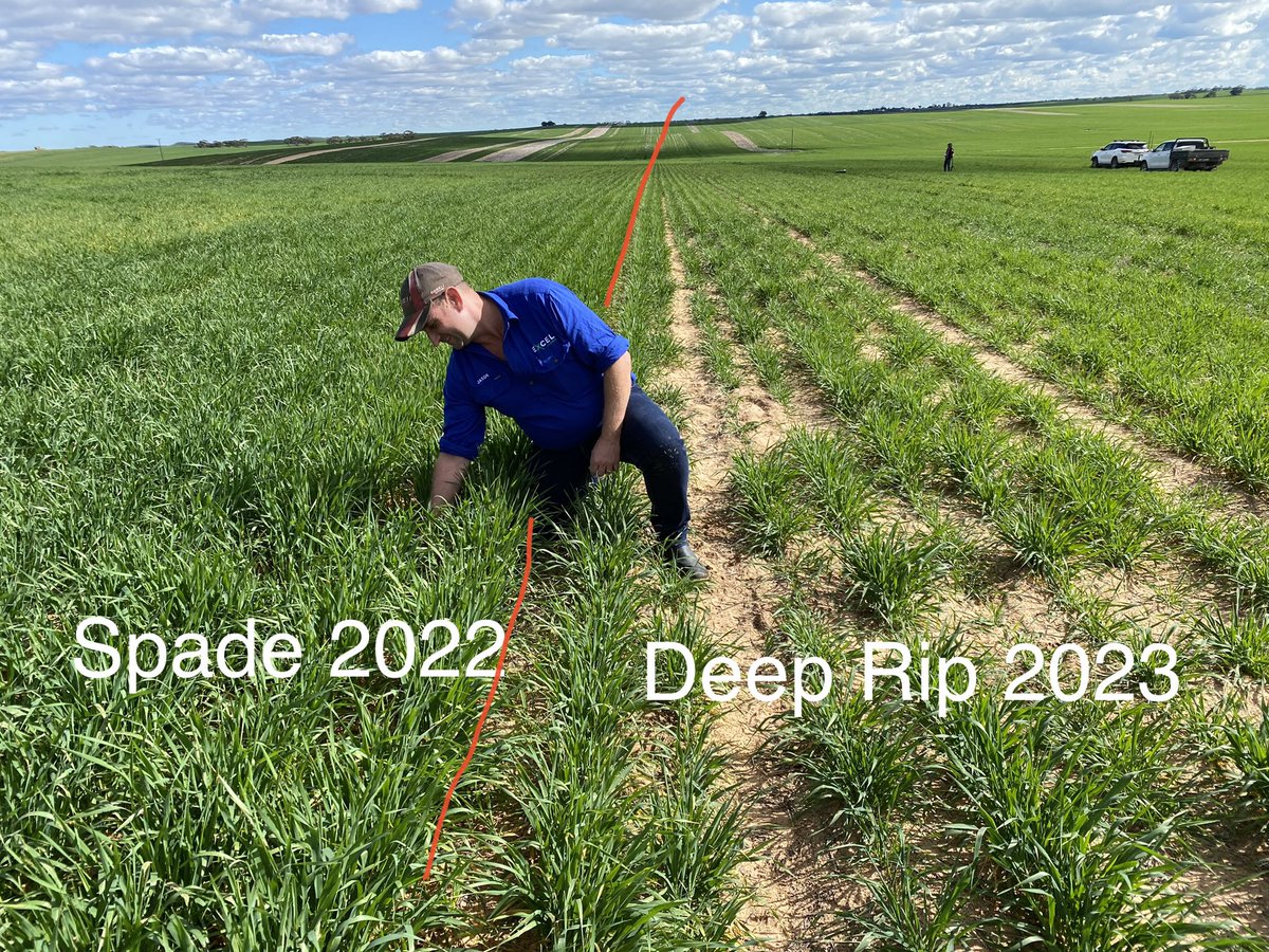 Jason Guerin from Excel Farms checking out improved establishment and early growth of wheat sown on a non-wetting sandy soil near Cowangie that was spaded last year compared to deep ripped this year. @brad_bennett1 @AGRIvisionag @AgEngUniSA @MsfMallee @ag_eyre