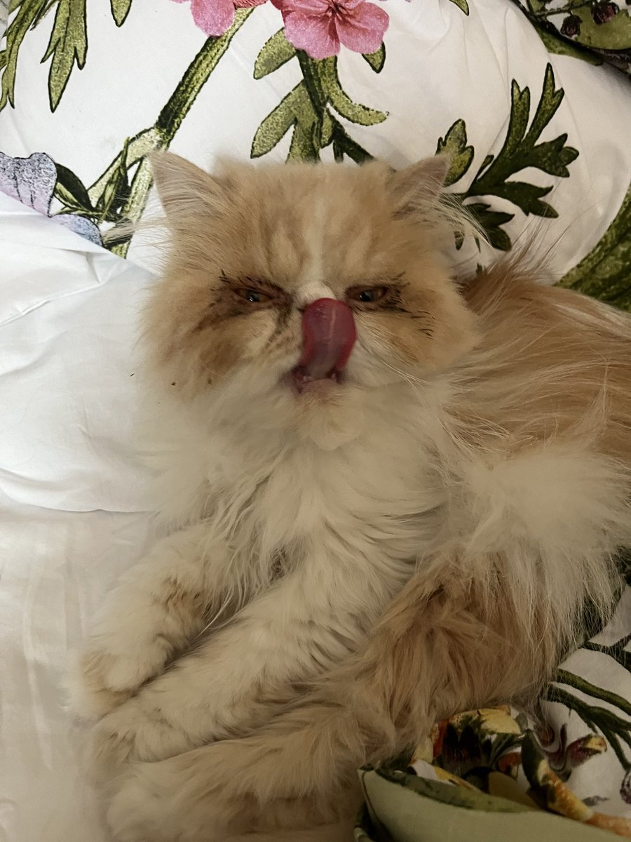 Meowning!  Happy #tongueoutTuesday #hedgewatch #CatsAreFamily #Persiancats #TuesdayMotivaton 😻😻